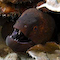 Moray